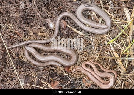 Three slow worms (Anguis fragilis), british reptile species, England, UK Stock Photo