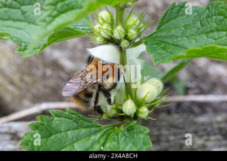 Common carder bee (Bombus pascuorum) feeding on nectar on a white dead-nettle wildflower, England, UK Stock Photo