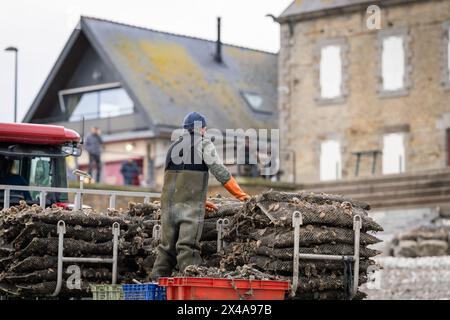 Tractor on beach returning with cultivated oysters from oyster bank. Oyster farm worker with tractor and trailer carrying oysters in metal bags. Stock Photo