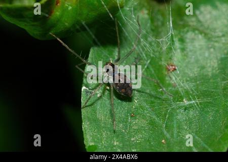 A beautiful Ambiguus Nursery-web Spider (Charminus ambiguus) in dense vegetation during the summer Stock Photo