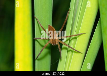 A beautiful Curtus's Fish-eating Spider (Nilus curtus) on reeds near a pond during a summer's evening Stock Photo