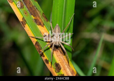 A gorgeous Aethiopicus Nursery-web Spider (Rothus aethiopicus) on reeds near a small pond Stock Photo
