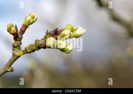 Macro shot of Chickasaw plum (prunus angustifolia) buds emerging into bloom Stock Photo