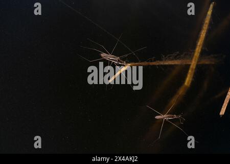 Aquarius paludum Family Gerridae Genus Aquarius Northants water bug ...