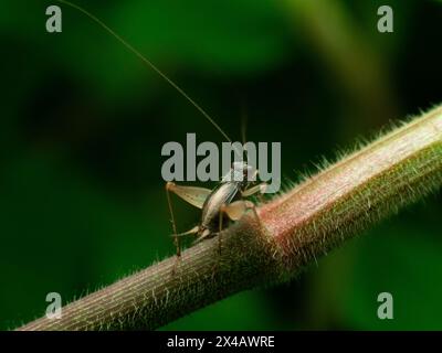 Small black bush cricket on a bush twig, most likely from Anaxipha genus Stock Photo