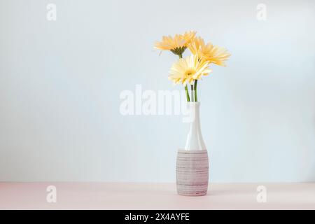 Yellow gerbera daisy flowers in vase against white wall. Copy space. Stock Photo