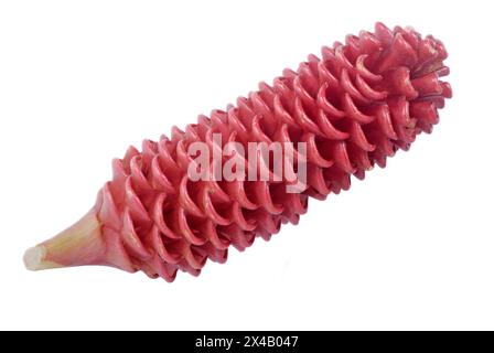 Zingiber Zerumbet flower isolated on white background Stock Photo