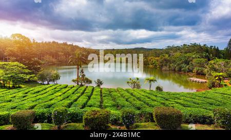 Lake in biggest tea plantations Bois Cheri on Mauritius Island. Panorama of the popular tea plantation of Mauritius, Bois Cheri, at a wonderful summer Stock Photo