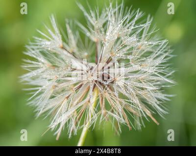 Closeup of the seed head of a dandelion, Taraxacum, on a spring morning. Stock Photo