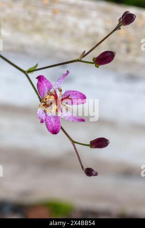 'Taiwan Adbane' Japanese orchid lily, Hårig skugglilja (Tricyrtis hirta) Stock Photo
