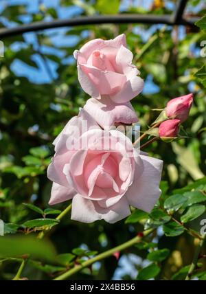 'New Dawn' Climbing Rose, Klätterros (Rosa) Stock Photo