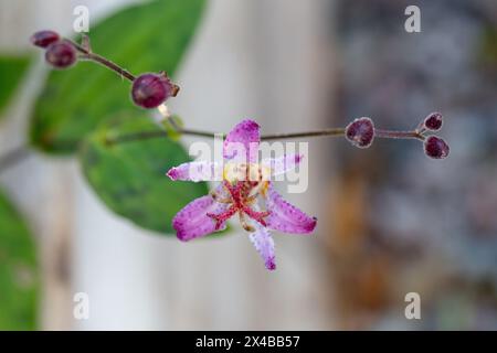 'Taiwan Adbane' Japanese orchid lily, Hårig skugglilja (Tricyrtis hirta) Stock Photo