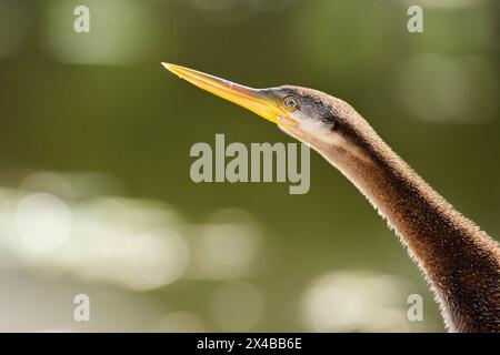 The Australasian darter or Australian darter is a species of bird in the darter family, Anhingidae. It is found in Australia, Indonesia, and Papua New Stock Photo