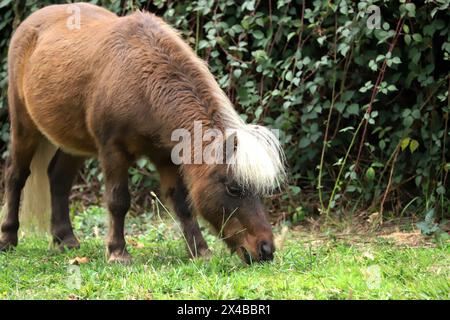 Little brown horse, Shetland pony, is grazing on green grass, green background, close up Stock Photo