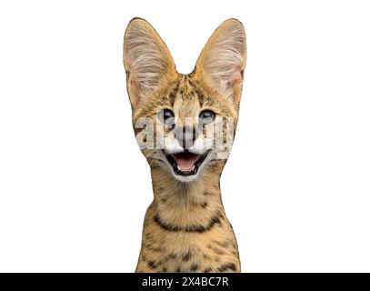 Funny portrait of smiling serval cat isolated on white background in studio Stock Photo