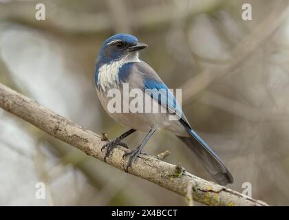 California Scrub-Jay (Aphelocoma californica) Sacramento County California USA Stock Photo