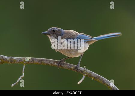 California Scrub-Jay (Aphelocoma californica) Sacramento County California USA Stock Photo