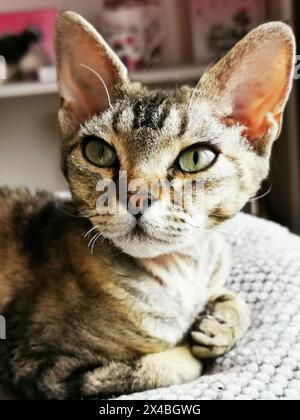 devon rex cat is resting at her home Stock Photo