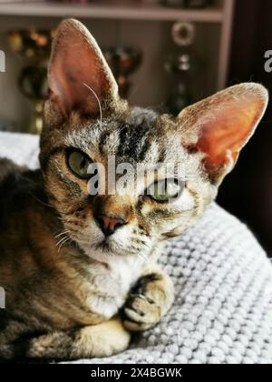 devon rex cat is resting at her home Stock Photo