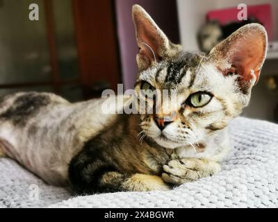devon rex cat is resting at her home Stock Photo