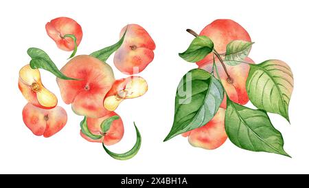 Fresh ripe chines fig peaches and leaves falling in the air watercolor illustration isolated on white. Fruits on a branch tree. Flat peach hand drawn. Stock Photo