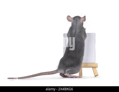 Cute little blue rat standing backwards in front of a litttle white empty canvas on a wooden easel. Looking away from camera. Isolated on a white back Stock Photo