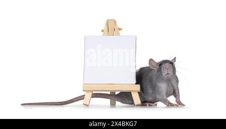 Cute little blue rat standing side ways behind and beside a litttle white empty canvas on a wooden easel. Looking straight to camera. Isolated on a wh Stock Photo