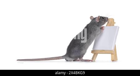 Cute little blue rat standing side ways with front paws on litttle white empty canvas on a wooden easel. Looking away from camera. Isolated on a white Stock Photo