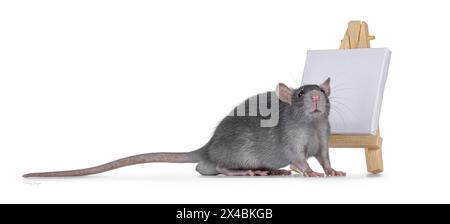 Cute little blue rat standing side ways in front of litttle white empty canvas on a wooden easel. Looking towards camera. Isolated on a white backgrou Stock Photo