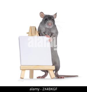 Cute little blue rat standing on hind paws behind itttle white empty canvas on a wooden easel. Looking away from camera. Isolated on a white backgroun Stock Photo