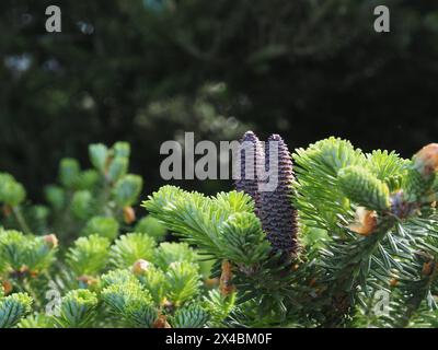Close up of a fir tree growing, environmental protection, natural background  RECORD DATE NOT STATED Stock Photo