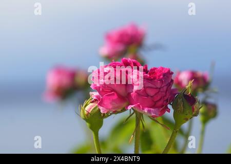 Pink rose buds on a blue background. Stock Photo