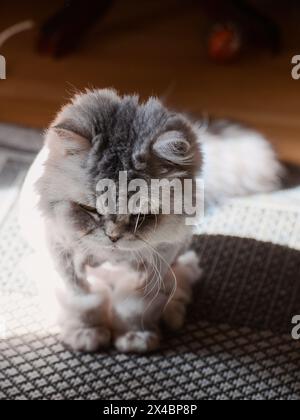 British longhair cat sitting on the floor, looking down. Stock Photo