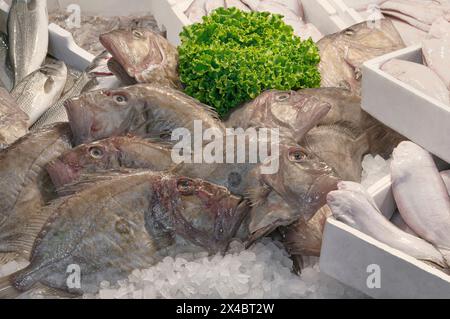 John Dory (Zeus faber) cooled with ice on Fishmonger's slab at the seafood market. Stock Photo