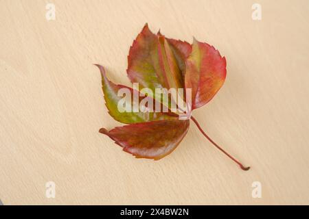 autumn Virgin grapevine with five-lobed leaf on wooden table, Parthenocíssus quinquefolia background, interaction with plants, nature protection, seas Stock Photo