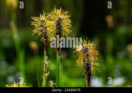 Sedge hairy blossoming in the nature in the spring.Carex pilosa. Cyperaceae Family. Stock Photo