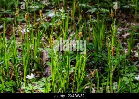 Sedge hairy blossoming in the nature in the spring.Carex pilosa. Cyperaceae Family. Stock Photo
