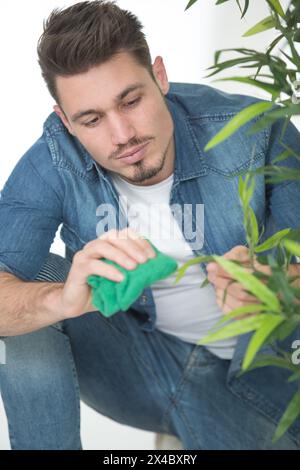 man cleaning leaves of his house plant Stock Photo