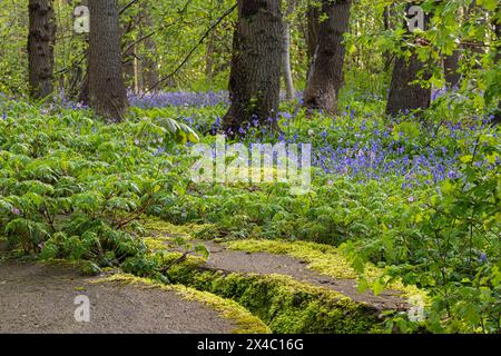 Stones with moss in a forest full of wild hyacinths in Wildrijk Park in Sint Maartensvlotbrug. Stock Photo