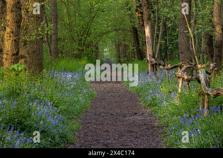 Hiking trail through the forest with wild hyacinths in Wildrijk, Sint Maartensvlotbrug. Stock Photo