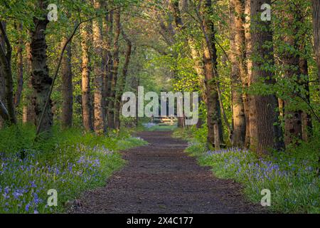 Winding hiking trail through the forest with wild hyacinths in Wildrijk, Sint Maartensvlotbrug, Netherlands. Stock Photo
