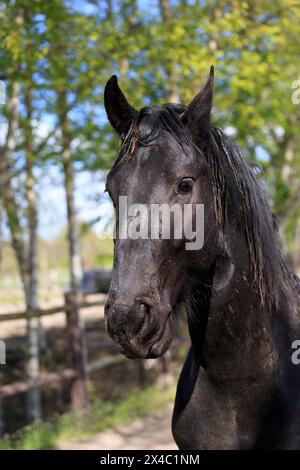 Netherlands, Friesland Arabian horses being trained in area. Stock Photo