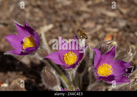 Flying bee or honeybee in latin Apis Mellifera european or western honey bee pollinated blue or violet flowering flower of Pasqueflower Stock Photo