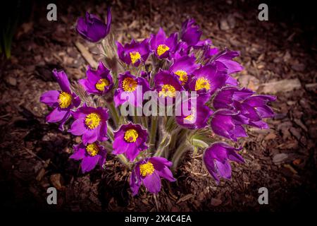 Pasque flowers on spring field. Pulsatilla grandis. Spring flower. Purple flower. Poisonous flower. Stock Photo