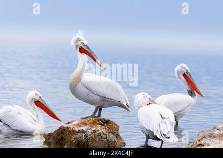 Europe, Greece, Lake Kerkini. Portrait of a Dalmatian pelican standing of rocks in Lake Kerkini. Stock Photo