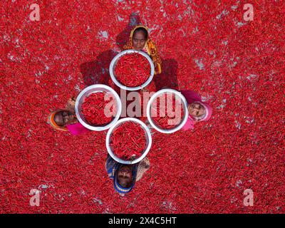 May 2, 2024, Bogura, Rajshahi, Bangladesh: Workers sort through millions of chilli peppers which create a sea of red covering acres of land in Bogura, Bangladesh. Countless chilli peppers surround labourers in the Bogra district in the north of Bangladesh. They sort the rotten and broken chilli peppers out to separate the poor quality ones which won't sell. In a line, the pickers ""“ who are paid less than 4 USD for a 9-hour shift ""“ slowly move forward with their baskets to separate the bad from the good after the chilies have been dried in the sun for a week. More than 2,000 people work in Stock Photo