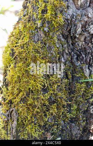 Moss on the bark of a tree in the woods on a sunny day. Wildlife. Stock Photo