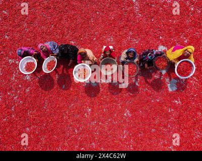 May 2, 2024, Bogura, Rajshahi, Bangladesh: Workers sort through millions of chilli peppers which create a sea of red covering acres of land in Bogura, Bangladesh. Countless chilli peppers surround labourers in the Bogra district in the north of Bangladesh. They sort the rotten and broken chilli peppers out to separate the poor quality ones which won't sell. In a line, the pickers ""“ who are paid less than 4 USD for a 9-hour shift ""“ slowly move forward with their baskets to separate the bad from the good after the chilies have been dried in the sun for a week. More than 2,000 people work in Stock Photo