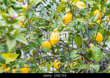 Portugal, Monsanto. Lemons growing on a tree. Stock Photo