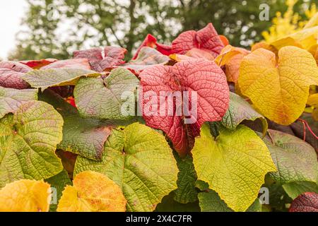 England, County Durham, Stanley. Ingleton. Vines growing over stone wall. Stock Photo